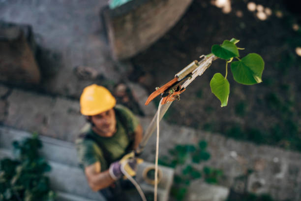 Best Storm Damage Tree Cleanup  in Farmingdale, NY