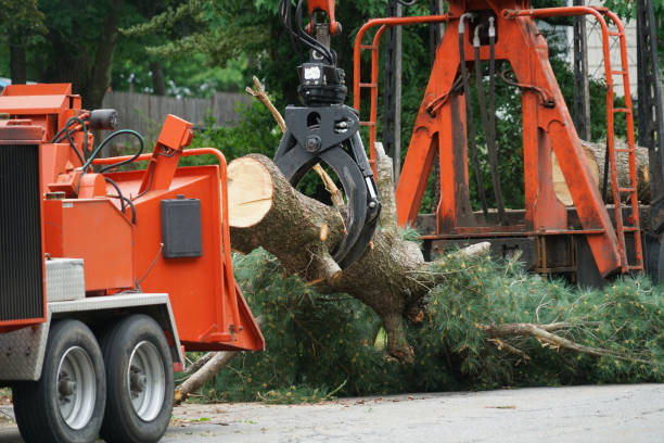 Best Tree Cabling and Bracing  in Farmingdale, NY