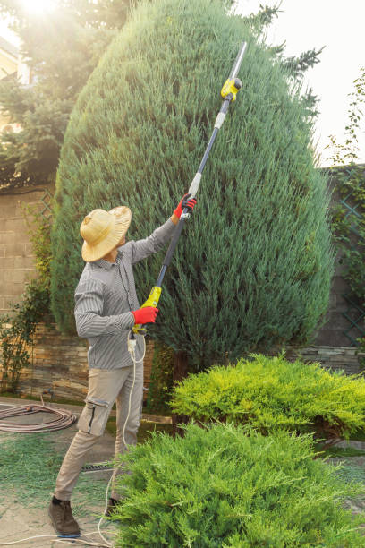 Professional Tree Removal in Farmingdale, NY