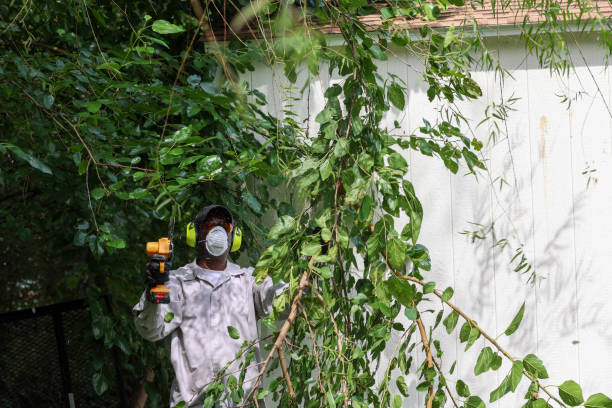 Best Tree Maintenance Programs  in Farmingdale, NY