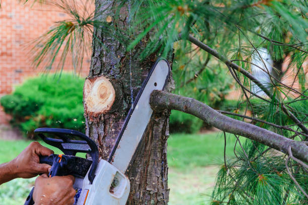 Best Tree Trimming and Pruning  in Farmingdale, NY